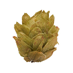 Hopfen
